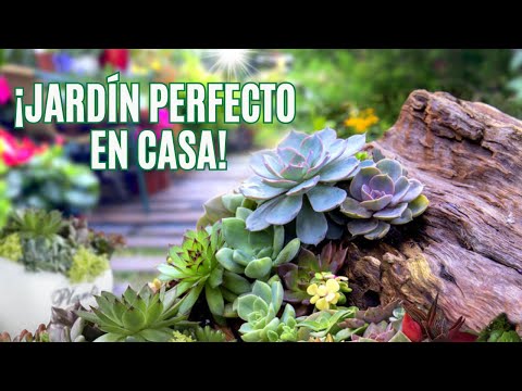 🌵 Paso a Paso: ¡Cómo Crear un Jardín de Suculentas en Casa Fácil y Hermoso! 🌱✨