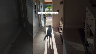 Dog brings in groceries #servicedog #assistancedog #workingdog #mobilityservicedog