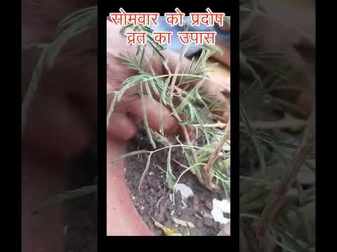 प्रदोष व्रत का उपाय, प्रदीप मिश्रा जी के उपाय, शिवा महापुराण के उपाय, प्रदीप मिश्रा सीहोर वाले