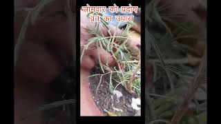 प्रदोष व्रत का उपाय, प्रदीप मिश्रा जी के उपाय, शिवा महापुराण के उपाय, प्रदीप मिश्रा सीहोर वाले