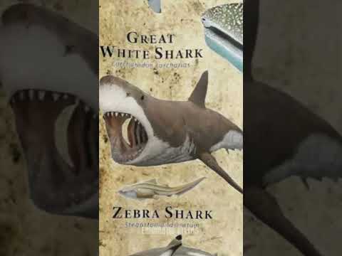 Types Of Sharks | Great White Shark #shorts