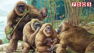 Dwarf Versions of Gigantopithecus Discovered | 7 Days of Science