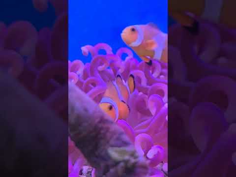 #nemo #fish