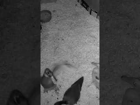 Ducks at night 🌜#ducklife #ducks #cuteanimals
