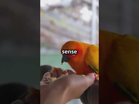 "How Pet Birds Improve Mental Health: Surprising Benefits You Need to Know!"