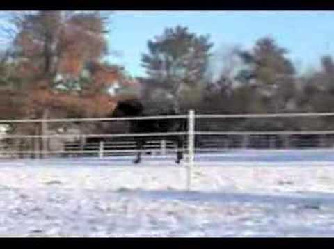 Moriesian Mare