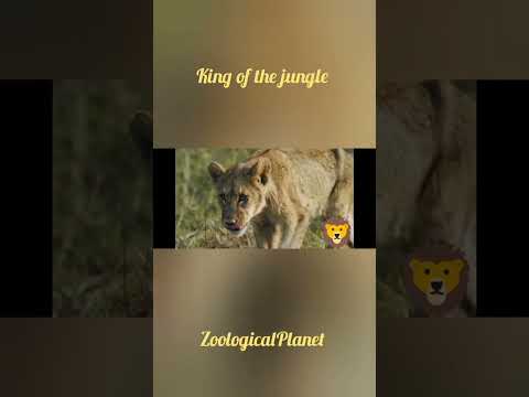king of the jungle|zoological park|lion 🦁#lion #lions #wild #wildlife