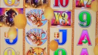 Going for 15 Buffalo Heads Buffalo Gold 💴 Real Online Slot Live Play 💴 