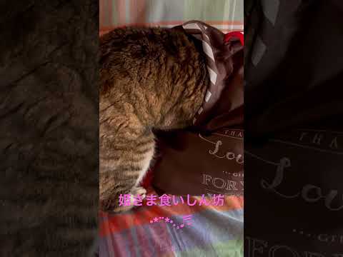 食いしん坊だから𓏲𓎨
