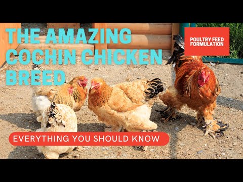 The Cochin Chickens Breed, Facts You Should Know (HD Quality)