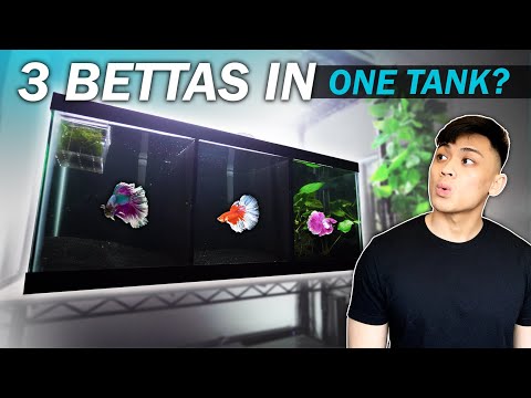 Setting up my divided betta fish tank! (fish room vlog)
