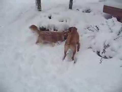 Snow Dogs Part 2
