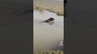 #bullylover #doglover #bullylove