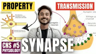 synapse physiology | synaptic transmission physiology | synapse property physiology