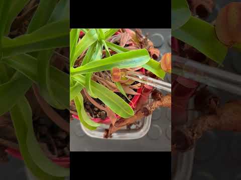 Feeding Carnivorous Plants with Maxsea Fertilizer🪴- Venus flytraps, Sundews, Pitcher Plants