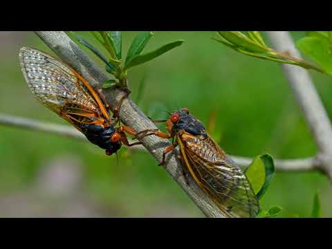 Cicadas' Symphony: The Rare Double Emergence