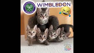 Wimbledon 2024 😂 #tennis #wimbledon #cutepet #petlove #catfunny #tinycat #catlover #funnycats #atp