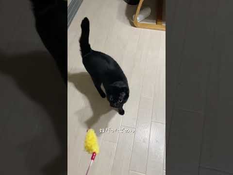 えび天って呼んでゴメン #猫 #ネコズ #ねこ #猫のいる暮らし
