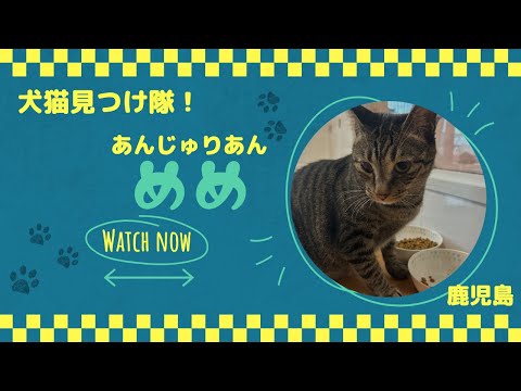 【犬猫見つけ隊！鹿児島】あんじゅりあん「めめ」