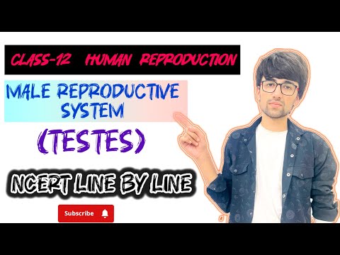 Class-12  Lecture-2 Human Reproduction [ Male Reproductive System -TESTES ]