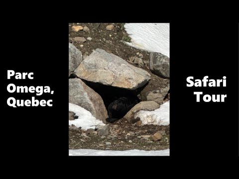 Parc Omega Part II - Safari Tour