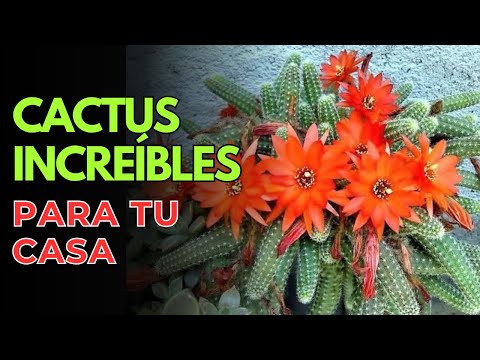 The Best Cacti to Have at Home 🌵 Easy to Care for and Very Decorative
