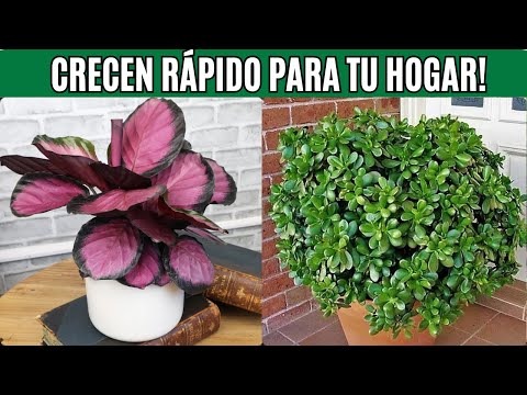 Transforme Su Hogar: ¡20 Plantas Increíbles que Crecen Rápido y Limpian el Aire!