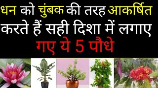 अगर खूब सारा पैसा कमाना है तो इस दिशा मे लगाओं ये 5 पौधे। भिखारी भी होजाता है करोड़पति। vastu Tips