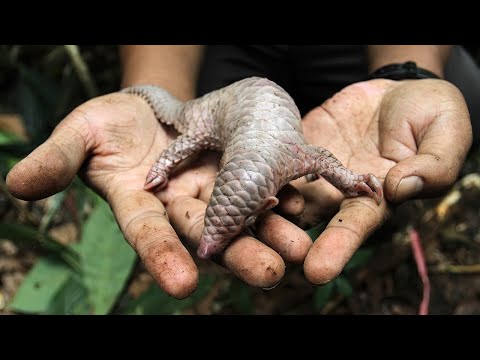 The Insane Biology of Pangolins
