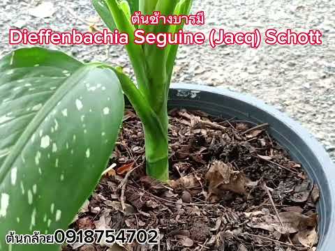 ต้นช้างบารมี Dieffenbachia Seguine (Jacq) Schott