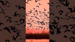 The Most Beaut  #Live4nature #Birds #Janogh #Shahbaz #Hawk #Sparrow #Lion #Nature #shots #viralvideo
