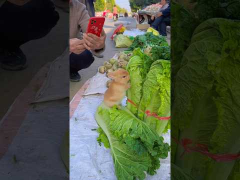 Adorable Rabbit’s First Feast & The Legend of the Golden Sun Dog! #cute #trending #debut #rabbit