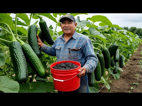 Stronger than 100 fertilizers! Cucumbers are always huge