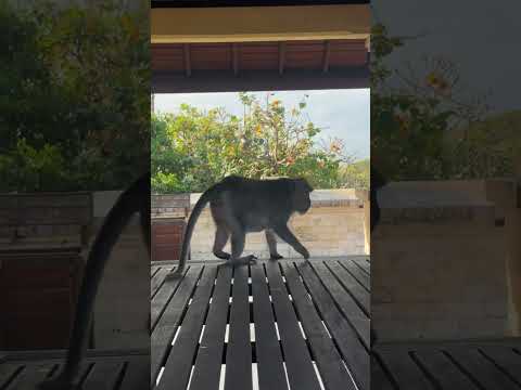CRAZY MONKEYS AT ULUWATU 🐒 HILARIOUS MOMENTS IN BALI JUNGLE #bali #uluwatu #monkeytemple