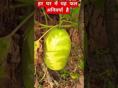 हर घर में यह फल अनिवर्या है#shortsviral#shorts#shortvideo#shortsfeed #food #fruit #mango #viralvideo