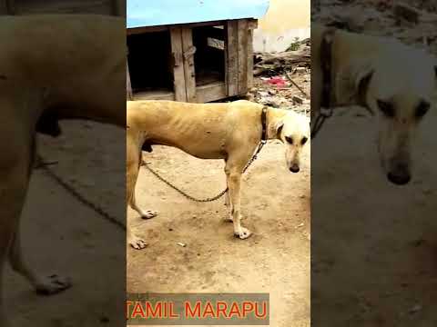 #chippiparai#kanni dog#🐕🐕 subscribe panunga# comment panunga 🙏#