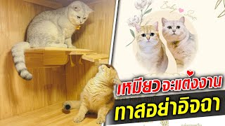 ทาสอย่าอิจฉา! น้องเหมียวส่งการ์ด ชวนร่วมงานแต่งงาน : Khaosod TV