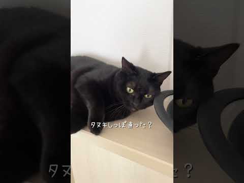 みんな大好き(?)たぬきしっぽ #猫 #ネコズ #猫のいる暮らし #cat