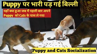 Puppy And Cats Togather 😂😂 see what happened| 😂Pet Cats 😂🔥🔥introducing A Puppy To Our Cats |