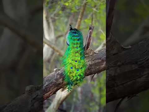 മയിലഴക്..... 💗💙💙🦚🦚
