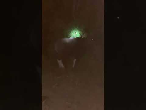 Valparai night drive