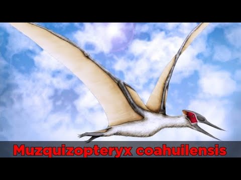 Todo sobre Muzquizopteryx coahuilensis