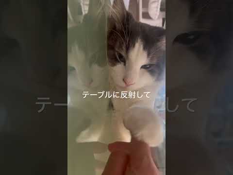 癒し猫#ノルウェージャンフォレストキャット#catcute #癒し動画 #猫のいる暮らし