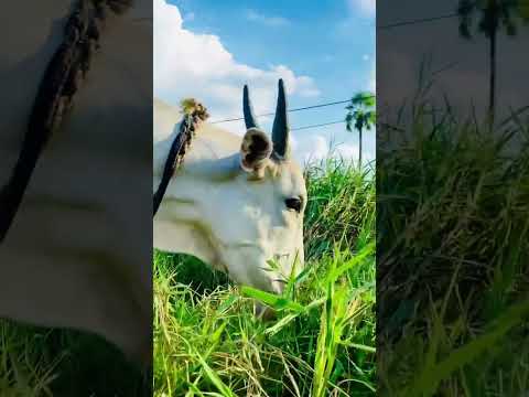 Adharam Madhuram | Beauty of nature and animals #adharammadhuram #cows #naturelovers