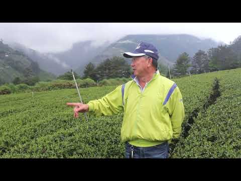 【 林山農選 】梨山共好果香紅茶 《 製茶—張欽兆—梨山七邦有機茶園 》