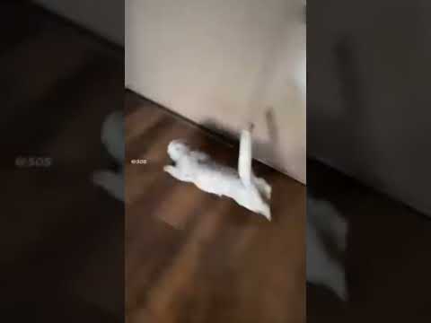 When cats become F1 racing cars: a speed legend unfolds at home!