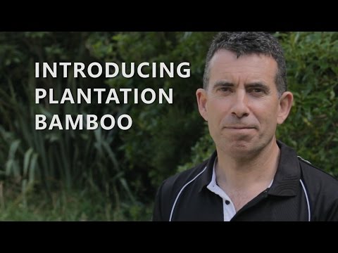 Introduction to Plantation Bamboo