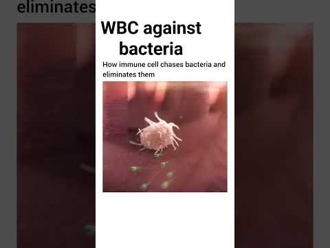 WBC against bacteria #microbiology#immunityboost#immunesystem#immunology #shorts #new#trending#life