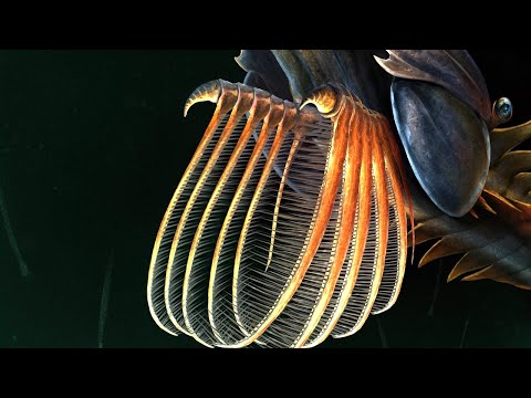 What Was Life Like During the Ordovician Period?