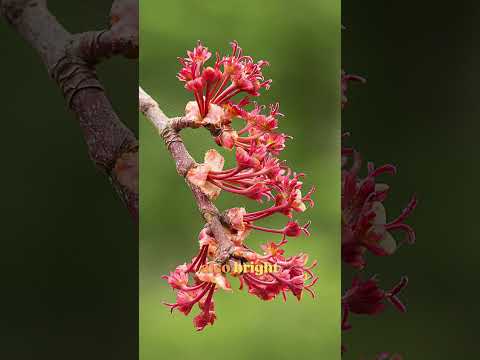 Making Rhode Island out of Red Maple | Official State Tree Map #shorts #trees #wood